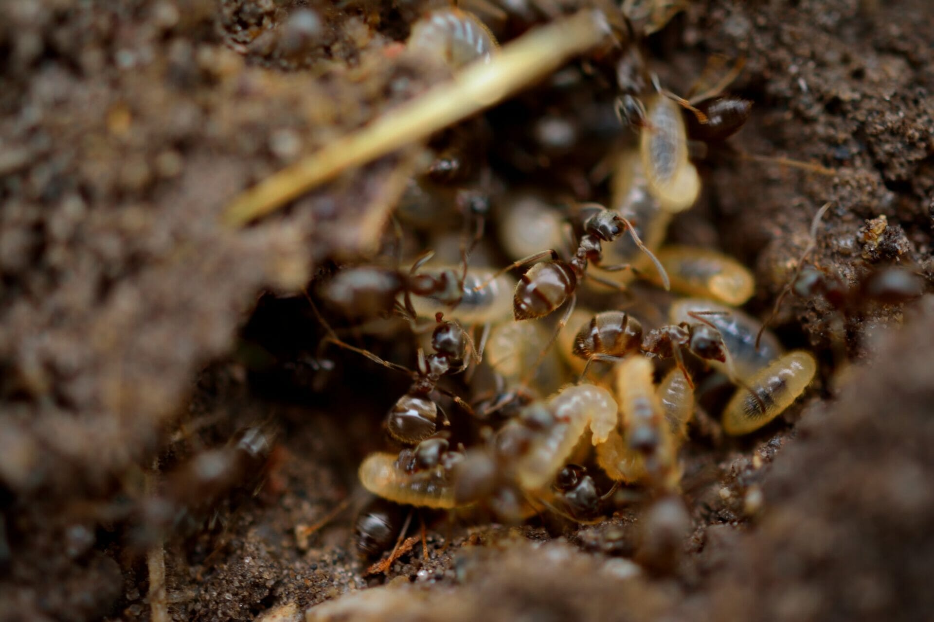 Burrowing Insects in Soil