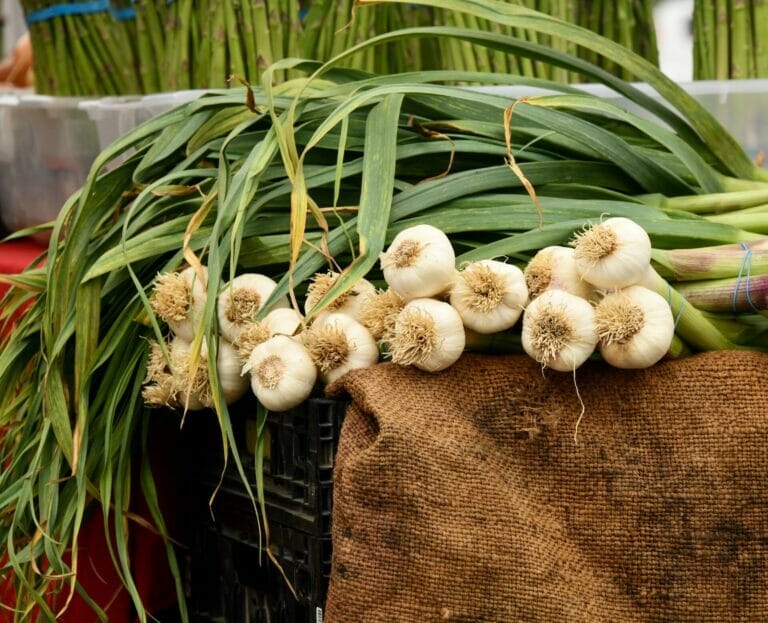 What to Plant After Garlic Crop Rotation